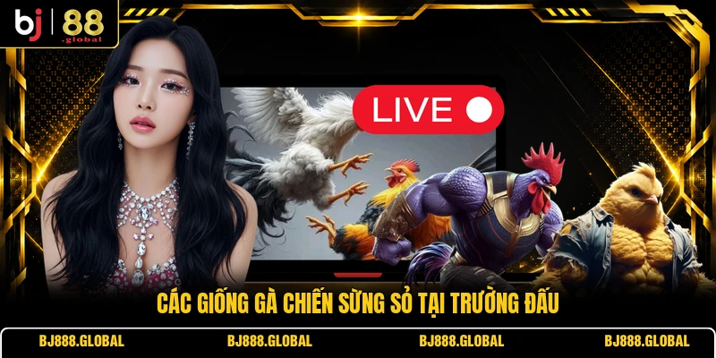 Các giống gà chiến sừng sỏ tại trường đấu