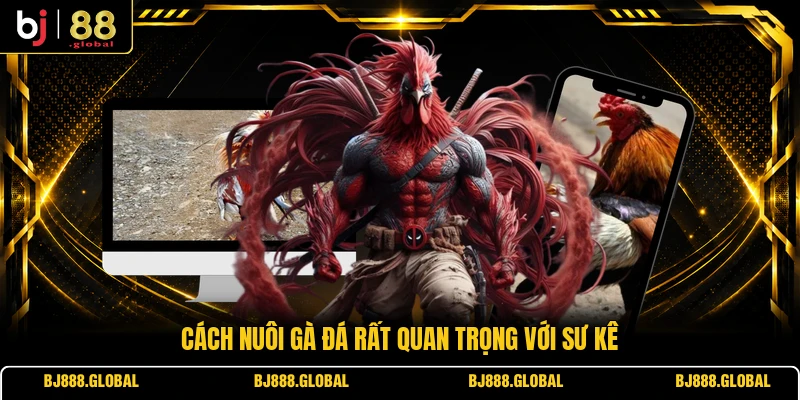Cách nuôi gà đá rất quan trọng với sư kê